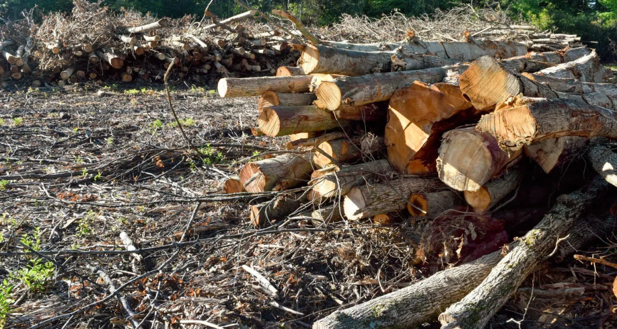 SEMAS aplica multa de mais de R$ 120 mil por infração ambiental na zona rural de Alenquer